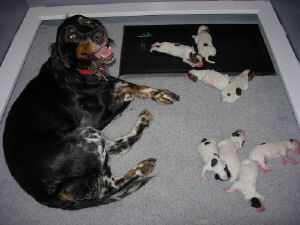 Duchess seemingly grins at the camera and is proud of her brood!