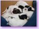 02/10/08 - A pile of puppies!