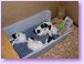 02/17/08 - Pups in their new bed in the Puppy Playpen. This is what you are unable to see on the puppy cam. 