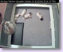 PuppyCam - 01/23/08