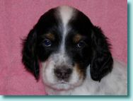 Evinrude-5 weeks