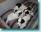 09/02/08 - Pups winding down after exploring their new playpen