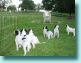 9/23/08 - The pups watch the horses