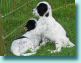 9/23/08 - The pups watch intently as the horses run in the pasture.