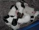 02/28/09 - The pups in the warming box waiting to be put in the whelping box.