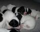 03/08/09 - Pile-O-Puppies