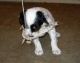 4-05-09: Filson playing with a pheasant wing