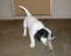 4-05-09: Filson playing with a pheasant wing