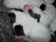 09-26-09 - Pups wait in the box while I clean their bedding.