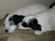 10/20/09 - Gunther and Ginny all sacked out on Mommas bed after an active playtime outside the box. 