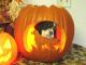 10/31/09 - Gideon peeking out of the pumpkin