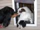 11/06/09 - Duchess entices the pups to come through the doggy door into the outside run.