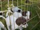 11/07/09 - Gideon and Gator intensely focus on something on the other side of the fence. 