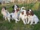 11/07/09 - Litter G enjoying a warm day outside in the grass.