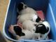 02/05/11 - Puppies wait in the blue tubs while I clean the whelping box.