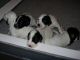 02/06/11 - Puppies come to greet me at the edge of the box. 