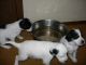 2/16/11 - Izzy is perplexed at her reflection in the water bowl. Iris and IZOD are also in the pic.