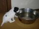 2/16/11 - Ivy figures out the water bowl.