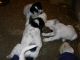 03/03/11 - Pups chewing on my shoes. Ike straddles my leg as he lays there and chews.