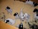 03/05/11 - The 10-pack in the Puppy Playpen