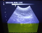 LitterI_ultrasound02.jpg