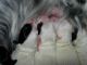 03/17/11 - Pups are now warm and dry after being born. 