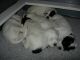 04/08/11 - Cutest ever, pile of puppies!