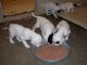 4/15/11 - First meal, Jordy, Jade and Jingles are the first to find the food.  The boys are SMART!! 