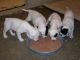 4/15/11 - First meal, Jazzy joins the boys!