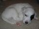 4/16/11 - Jingles says its time for a nap! 