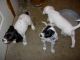 04/27/11 - Jewel, Jazzy and Jingles.