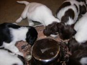 First Meal in the puppy cottage