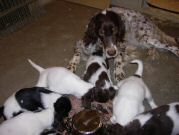 Momma HOPE observes and waits to clean up the leftovers.