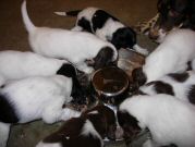 Puppies chowing down on dinner