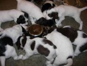 The pups step all over each other to get to the food.