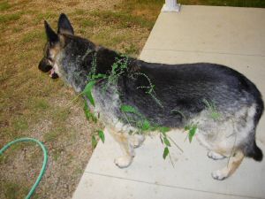 Quincy covered in weeds