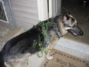 Quincy covered in weeds