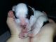 08/17/13: Little Llewla at 4 days old, barely a handful.