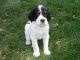 09/14/13: Levi, first time outside in the grass