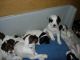 09/14/13: Pups in their new bed in Puppy Cottage