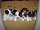 09/19/13: Puppies peeking over Puppy Playpen door