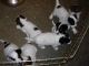 09/20/13: Puppy Chaos at mealtime