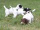 09/20/13: puppies scouting in the grass