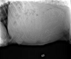 Litter L x-ray, 8wks gestation