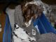 09/25/14 - HOPE supervises pups in the Ready Box