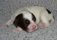 Marley-1 week