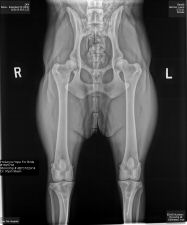 Benelli_OFA xray