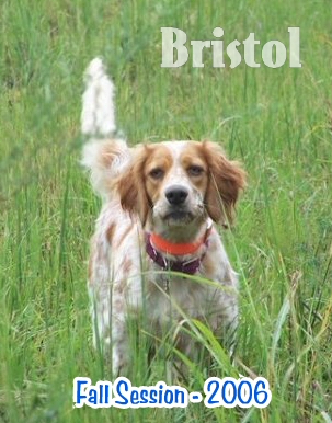 Photo Journal of Bristol in Gun Dog Training