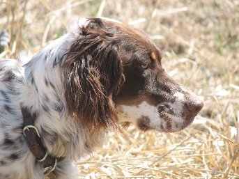 Hickory's Hunting with HOPE