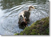 HOPE-cooling off in the pond after some field work